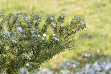 Branches of conifer tree in spring covered with snow, sunny morning vibrant green