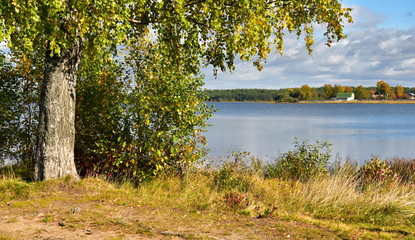 Birch, rustling with foliage in the wind, on the lake shore in early autumn, the floor with the rays of the warm sun