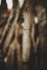 Old wooden floor in autumn colors