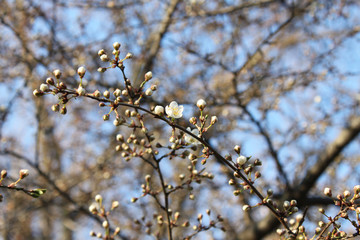 Blooming wild cherry flower on a branch with buds of unopened flowers close-up