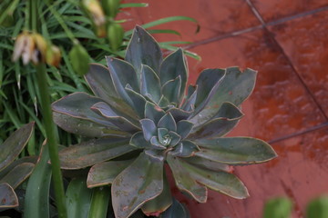 flower in the garden