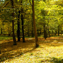 Autumn forest with yellow and red leaves of trees.