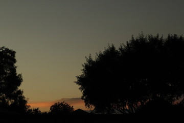 silhouette of tree at an african sunset