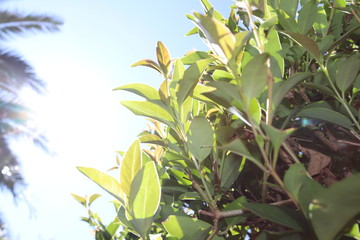 corn on an african tree