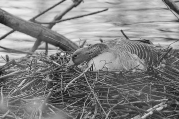 A greylag goose  sits on its nest and protects the eggs