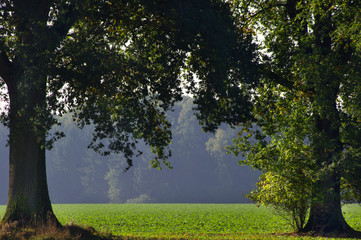 Lichtung, Bäume, Landschaft, Natur