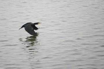 Vögel, Fischen