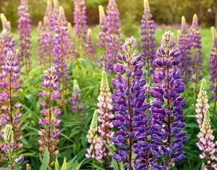 Beautiful purple lupin flowers blooms in the field.