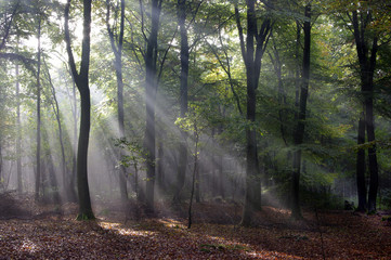 Sonnenstrahlen im Wald, Waldlichtung, Wald, Bäume