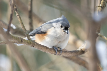 Tufted Titmouse