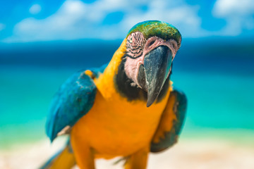 Parrot on a sunny island