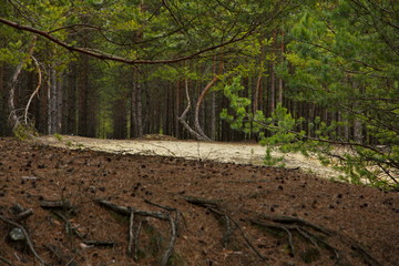 Young pine forest in Central Russia.