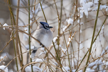Blue Jay bird