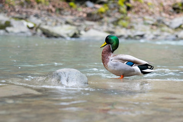 Mallard Duck standing in water