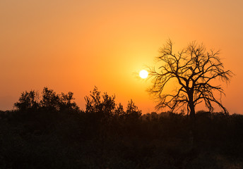 Sunset in the african savanna with a tree silhouette inside the Entabeni Safari Game Reserve, Limpopo Province, South Africa.