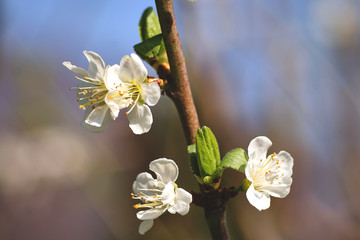 beautyful delicate apple white flower, closeup macro