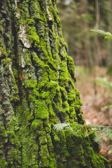 green moss on a tree