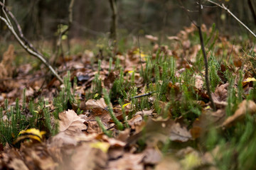 Lycopodium clavatum