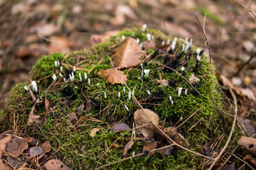 small white fungus on green moss