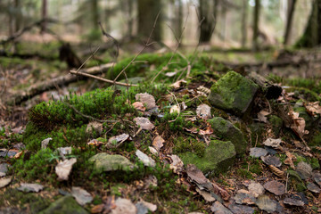 sandstones in a forest covered with moss