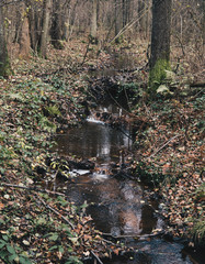 small stream inside of a forest