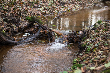 small stream inside of a forest