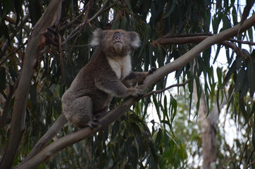 Obraz premium Koala