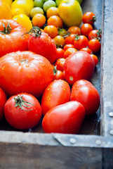 Fresh organic red, yellow and green tomatoes rainbow