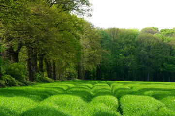 Grüne Wiese