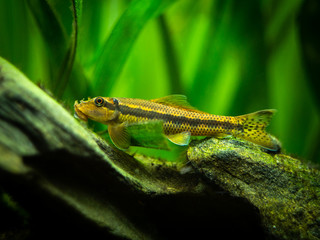 Chinese Algae Eater close up in fish tank (Gyrinocheilus aymonieri) with blurred background