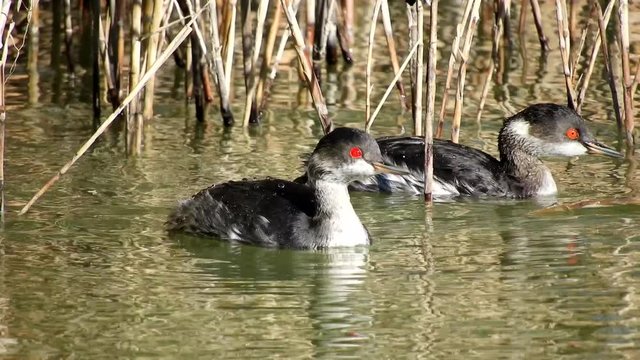 Zampull&iacute;n Cuellinegro macho adulto , Podiceps nigricollis, laguna mediterr&aacute;nea