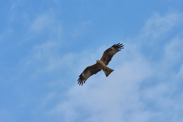 Fototapeta premium Hawk flying against a background of blue sky