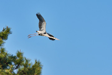 Grey heron (Ardea cinerea) flying over the pine trees