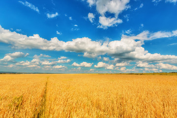 Wheat ears and cloudy sky