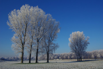 Winterlandschaft, Baum, Nebel, Schnee,Frost