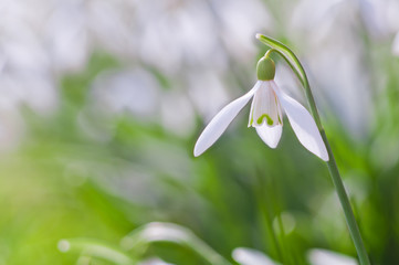 Obraz premium Beautiful white snowdrop flower
