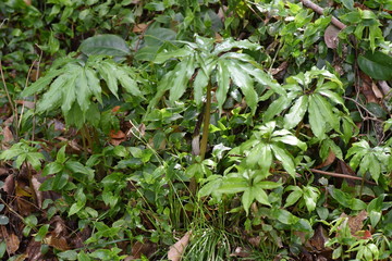 Arisaema urashima (Cobra lily Urashima) is a toxic bulbous plant that lives in dim and moist places in the forest.