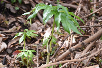 Arisaema urashima (Cobra lily Urashima) is a toxic bulbous plant that lives in dim and moist places in the forest.