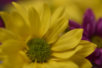 close up of yellow flower petals