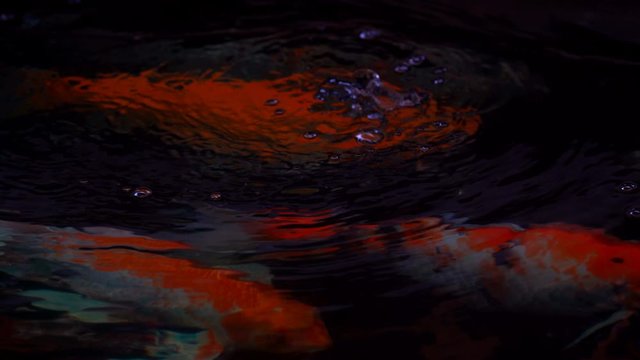 Koi fish or Amur carp fish slow motion swimming in pond. It more specifically nishikigoi and colored varieties of carp in outdoor pond or garden and waterfall. It golden red orange and yellow of body 
