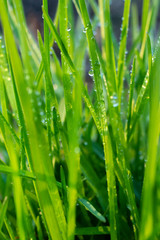Fototapeta na wymiar grass with water drops