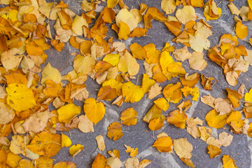 Autumn leaves of a small-leaved lime over tiled floor.