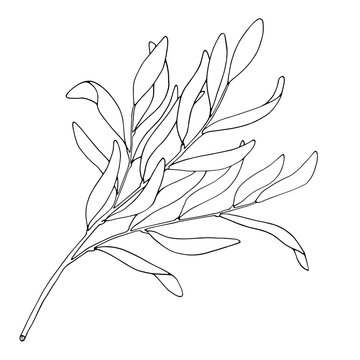 Tea tree leaf outline vector illustration. Hand drawn botanical doodle sketch of Melaleuca alternifolia. Black and white medicinal plant. Herb for cosmetics, package, essential oil, coloring book