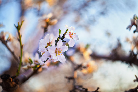 blooming almond tree in spring
