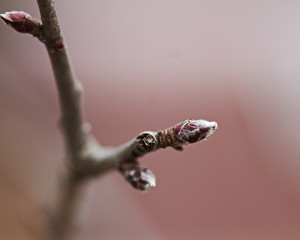 Apple tree blossoms beginning to sprout in early spring in Canada.