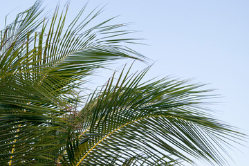 Obraz na płótnie Canvas large palm leaves against the sky