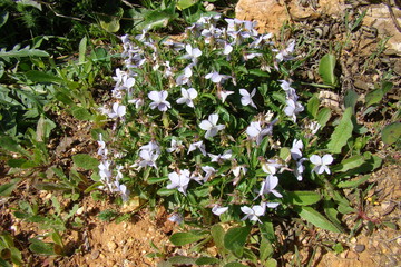 Shrubby Violet (Viola arborescens)