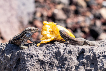 La Palma wall lizards (gallotia galloti palmae) eating discarded banana on volcanic rock. The male lizard has light blue coloring under neck. La Palma Island, Canaries, Spain