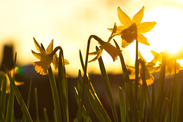 Eine Gruppe gelber Narzissen oder Osterglocken im Frühling am Abend bei Sonnenuntergang im...