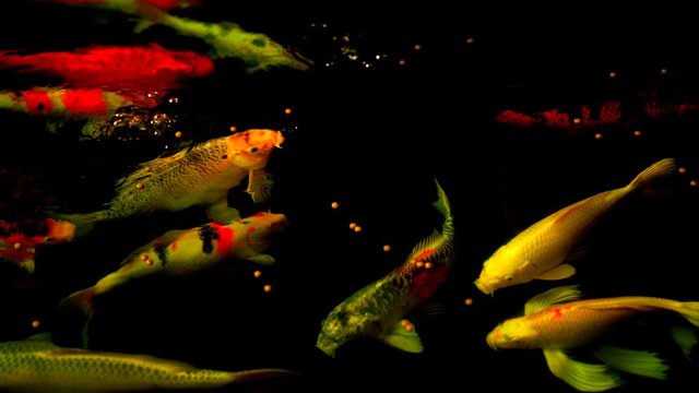 Koi fish or Amur carp fish slow motion swimming in pond. It more specifically nishikigoi and colored varieties of carp in outdoor pond or garden and waterfall. It golden red orange and yellow of body 